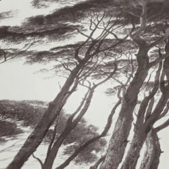 A.S. Creation Tapete Vlies Bäume Strukturiert Weiß Braun 37651-1 -Home Wallpaper Store Tapete Vlies Baeume weiss braun 37651 1 63205686 5